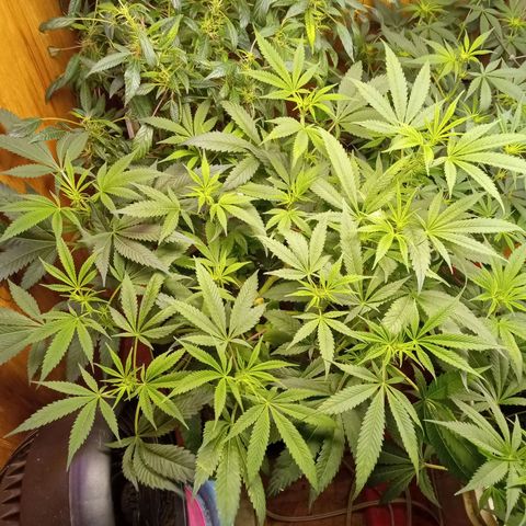 Unknown strain clone#1 growlog timeline photo