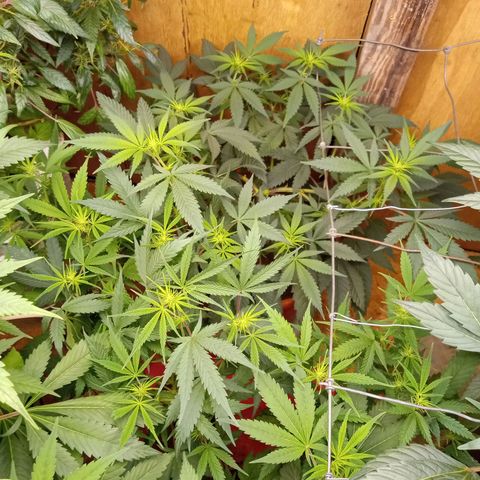Pink panther clones growlog timeline photo