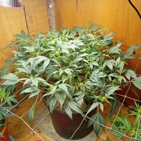 Unknown strain 2 growlog timeline photo