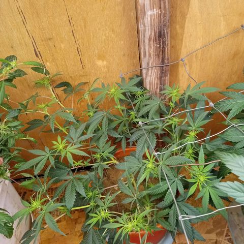 Unknown strain clone#3 growlog timeline photo