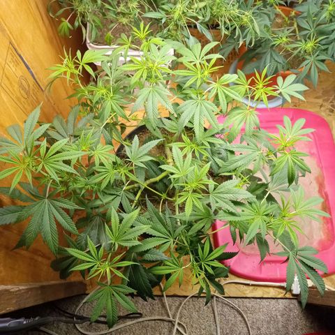 Unknown strain clone#1 growlog timeline photo