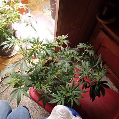 Unknown strain clone#2 growlog timeline photo