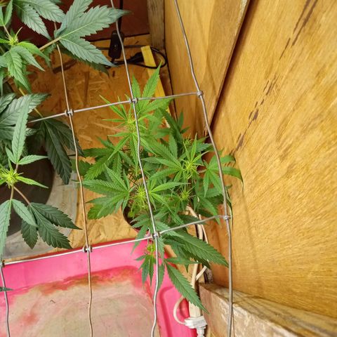 Pink panther clones growlog timeline photo