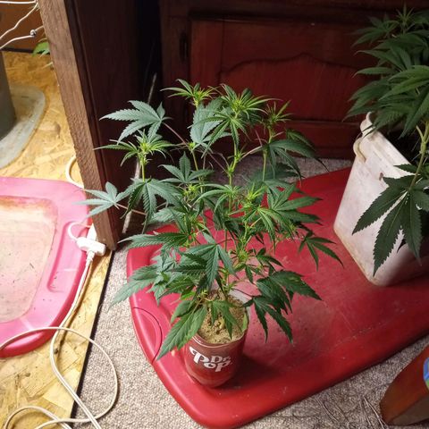 Pink panther clones growlog timeline photo