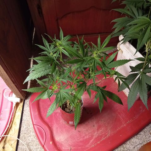 Pink panther clones growlog timeline photo