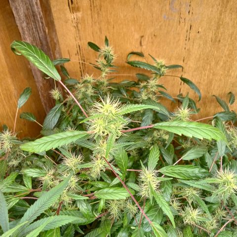 Pink panther clone growlog timeline photo