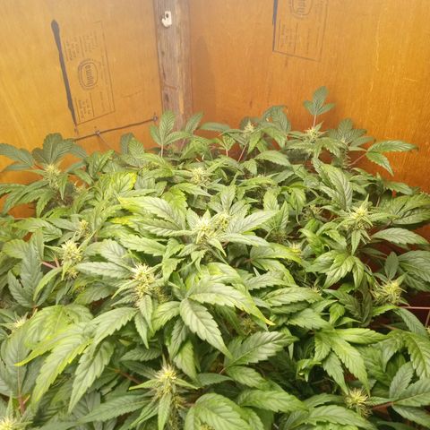 Unknown strain 2 growlog timeline photo