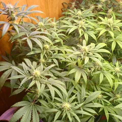 Unknown strain clone#1 growlog timeline photo