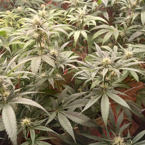 Unknown strain clone#2 growlog timeline photo
