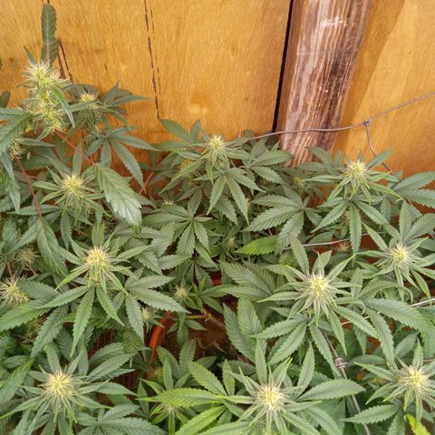 Unknown strain clone#3 growlog timeline photo