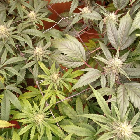 Pink panther clones growlog timeline photo