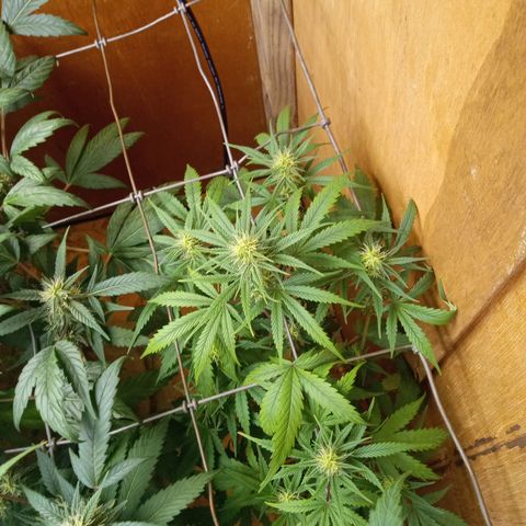 Pink panther clones growlog timeline photo