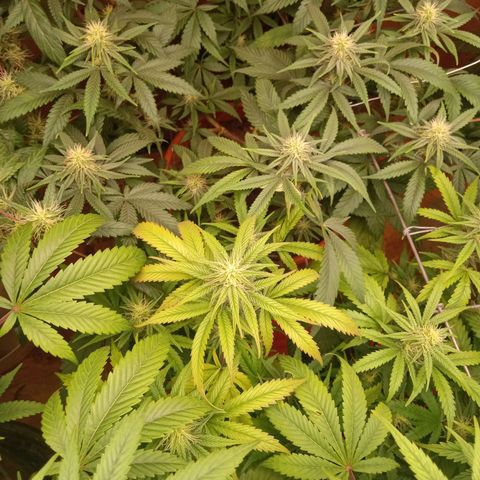 Pink panther clones growlog timeline photo