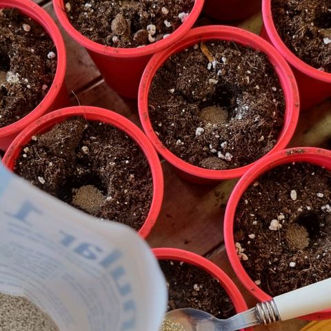Ak47 Original growlog photo: Pasamos las semillas ya germinas a un vaso de 1/2 litro, aplicándole micorrizas marca GreatWhite granular-1