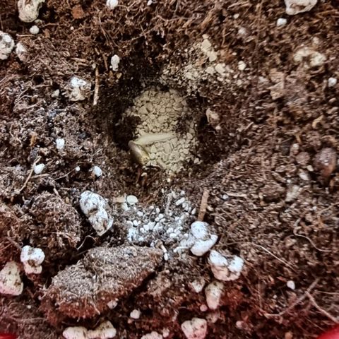 Ak47 Original growlog photo: Pasamos las semillas ya germinas a un vaso de 1/2 litro, aplicándole micorrizas marca GreatWhite granular-1