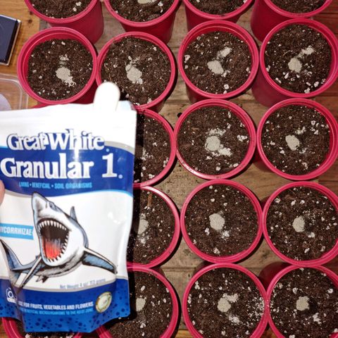 Ak47 Original growlog photo: Pasamos las semillas ya germinas a un vaso de 1/2 litro, aplicándole micorrizas marca GreatWhite granular-1