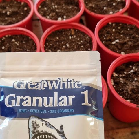 Ak47 Original growlog photo: Pasamos las semillas ya germinas a un vaso de 1/2 litro, aplicándole micorrizas marca GreatWhite granular-1
