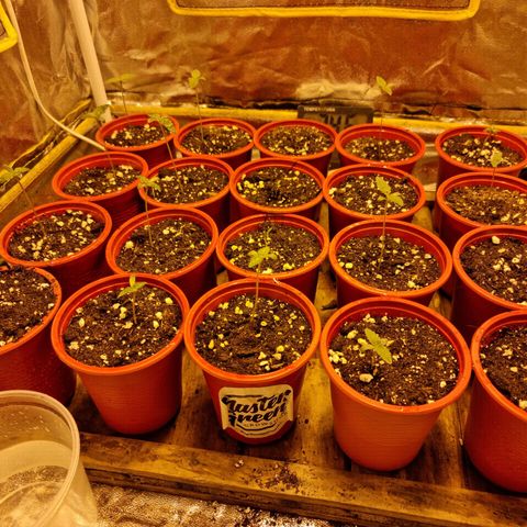 Ak47 Original growlog photo: Todas afuera, menos 3 (se colocan 3 semillas nuevas)