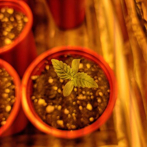 Ak47 Original growlog photo: Todas afuera, menos 3 (se colocan 3 semillas nuevas)