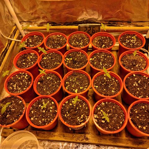 Ak47 Original growlog photo: Todas afuera, menos 3 (se colocan 3 semillas nuevas)