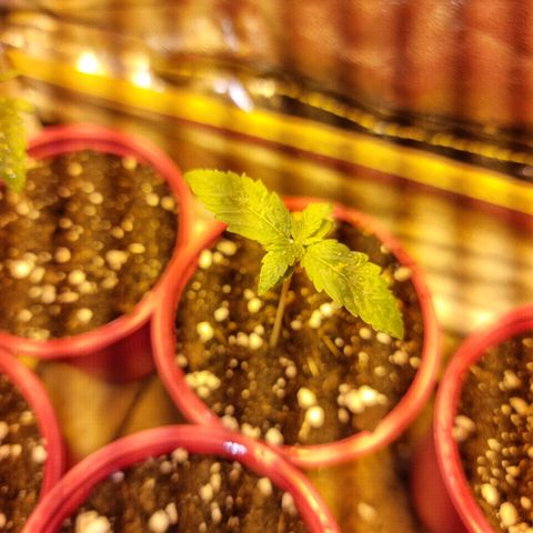 Ak47 Original growlog timeline photo