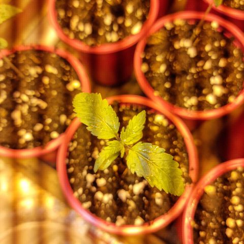 Ak47 Original growlog timeline photo
