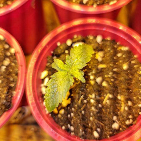 Ak47 Original growlog timeline photo