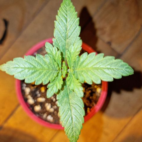 Ak47 Original growlog photo: Algunas se ven con deformaciones en las hojas 