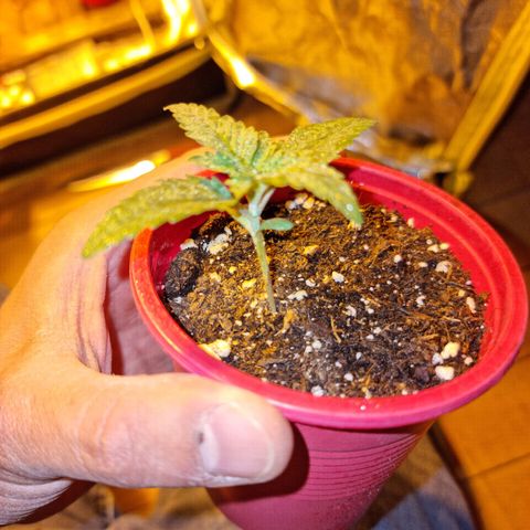Ak47 Original growlog photo: Algunas se ven con deformaciones en las hojas 