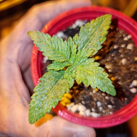 Ak47 Original growlog photo: Algunas se ven con deformaciones en las hojas 