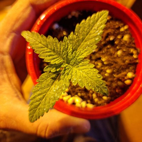 Ak47 Original growlog photo: Algunas se ven con deformaciones en las hojas 
