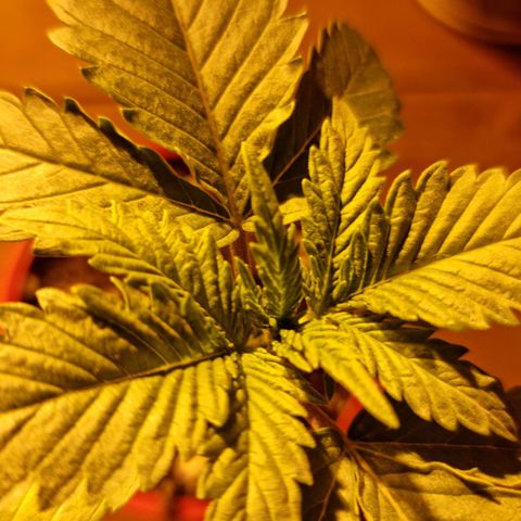 Ak47 Original growlog photo: Todo normal 
