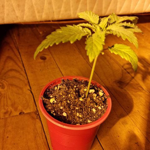 Ak47 Original growlog photo: Todo normal 