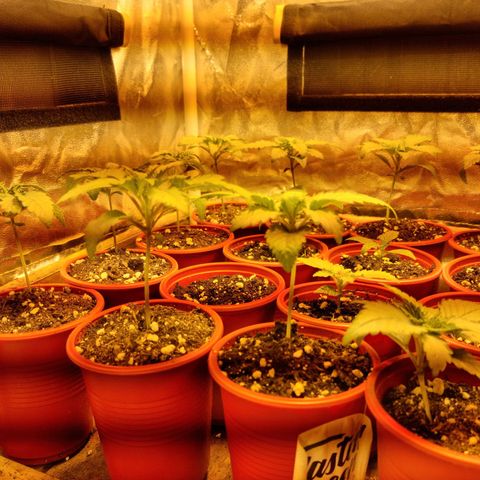 Ak47 Original growlog photo: Todo normal 