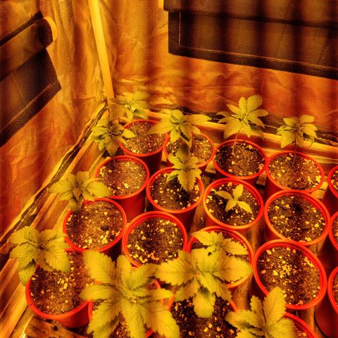 Ak47 Original growlog timeline photo