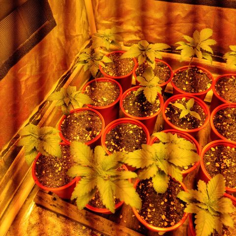 Ak47 Original growlog timeline photo