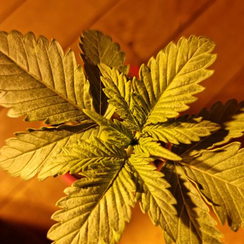Ak47 Original growlog timeline photo