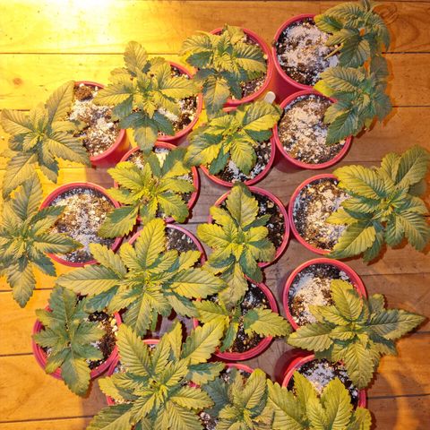 Ak47 Original growlog photo: Se le agregó 1.5gramos de GreatWithe granular-1 a cada vaso de 1/2litro, se ven en perfectas condiciones. Las más grandes ya tienen sus raíces a la vista, algunas se encuentran con sus hojas manchadas en las puntas pero se  ven super bien, 