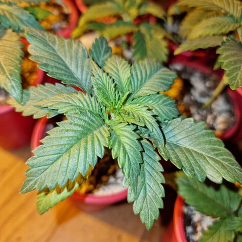 Ak47 Original growlog photo: Se le agregó 1.5gramos de GreatWithe granular-1 a cada vaso de 1/2litro, se ven en perfectas condiciones. Las más grandes ya tienen sus raíces a la vista, algunas se encuentran con sus hojas manchadas en las puntas pero se  ven super bien, 