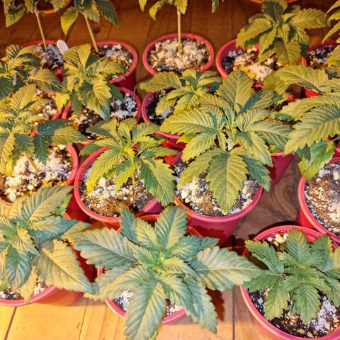 Ak47 Original growlog photo: Se le agregó 1.5gramos de GreatWithe granular-1 a cada vaso de 1/2litro, se ven en perfectas condiciones. Las más grandes ya tienen sus raíces a la vista, algunas se encuentran con sus hojas manchadas en las puntas pero se  ven super bien, 