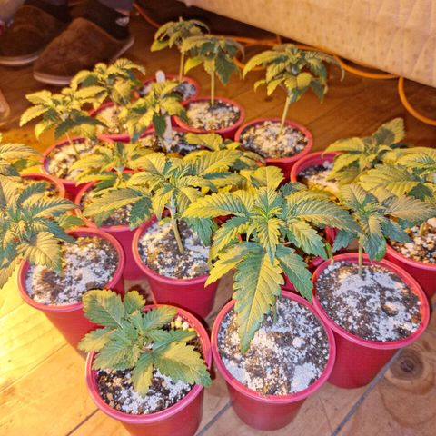Ak47 Original growlog photo: Se le agregó 1.5gramos de GreatWithe granular-1 a cada vaso de 1/2litro, se ven en perfectas condiciones. Las más grandes ya tienen sus raíces a la vista, algunas se encuentran con sus hojas manchadas en las puntas pero se  ven super bien, 