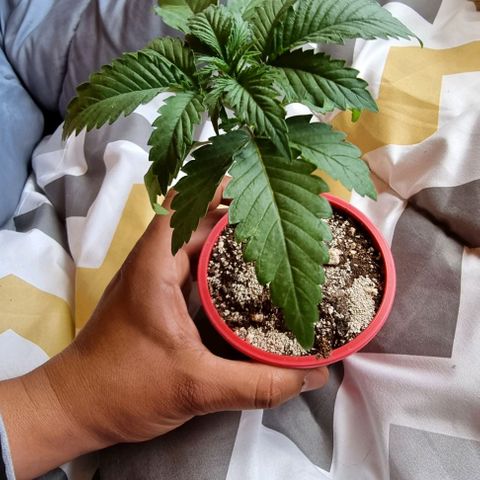 Ak47 Original growlog photo: El tallo engordo considerablemente