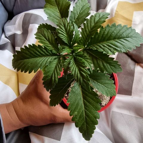 Ak47 Original growlog photo: El tallo engordo considerablemente