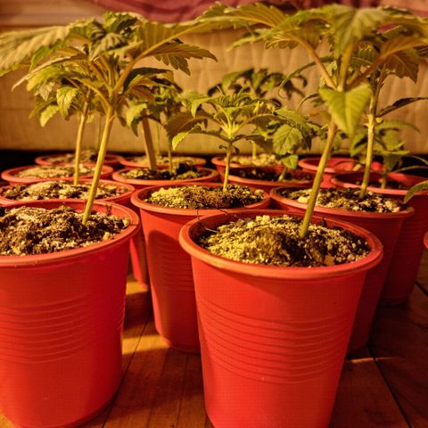 Ak47 Original growlog photo: El tallo engordo considerablemente