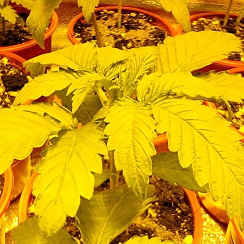 Ak47 Original growlog timeline photo