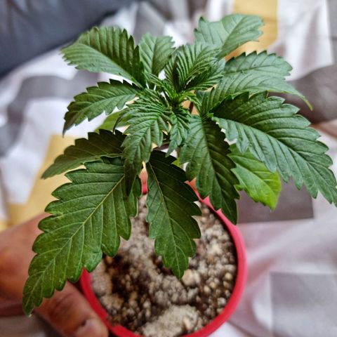 Ak47 Original growlog photo: El tallo engordo considerablemente