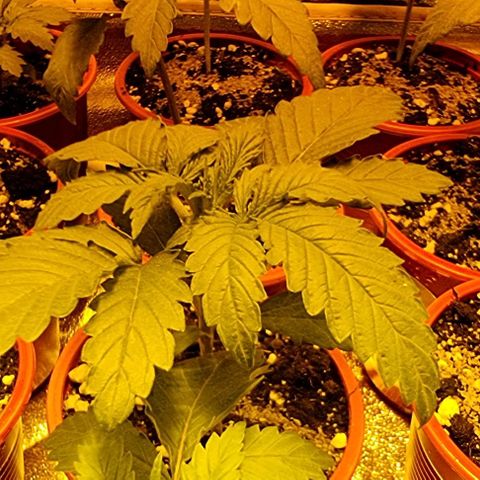 Ak47 Original growlog timeline photo