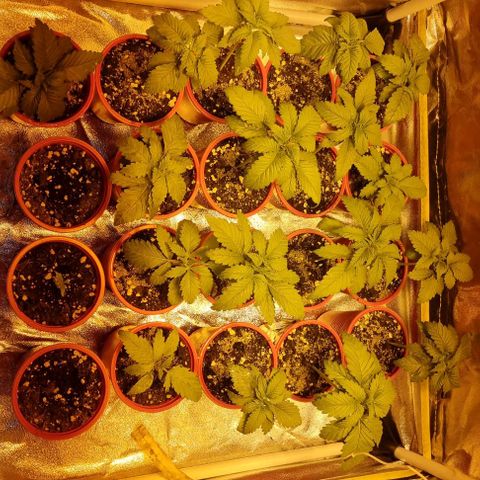 Ak47 Original growlog timeline photo