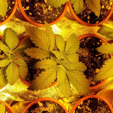 Ak47 Original growlog timeline photo