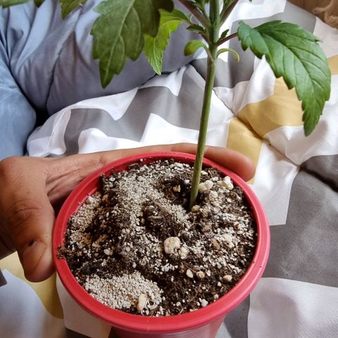 Ak47 Original growlog photo: El tallo engordo considerablemente